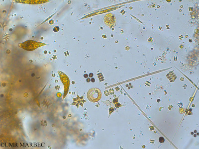 phyto/Pertuis Charentais/Tasdon_st6/PAMPAS 2019-2021/Anabaenopsis sp (TASDON_St6_230719-045).tif(copy)_thumb.jpg